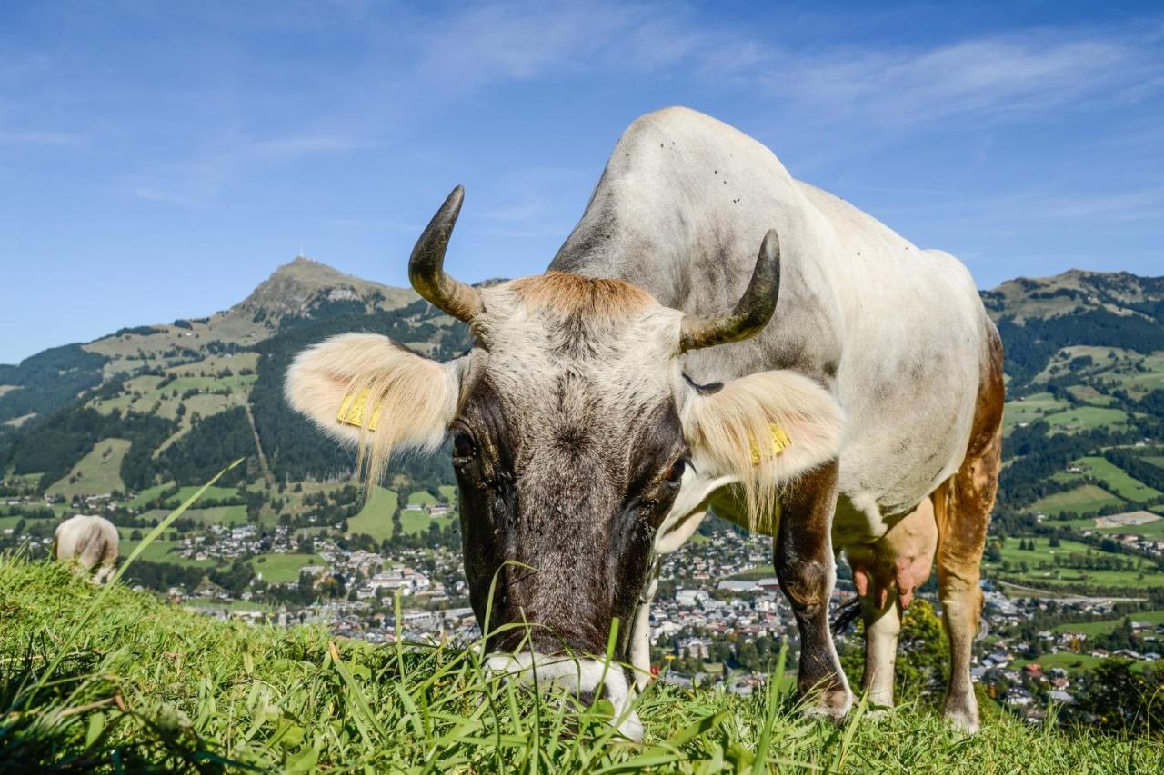 Zentral ****superior Kirchberg in Tirol